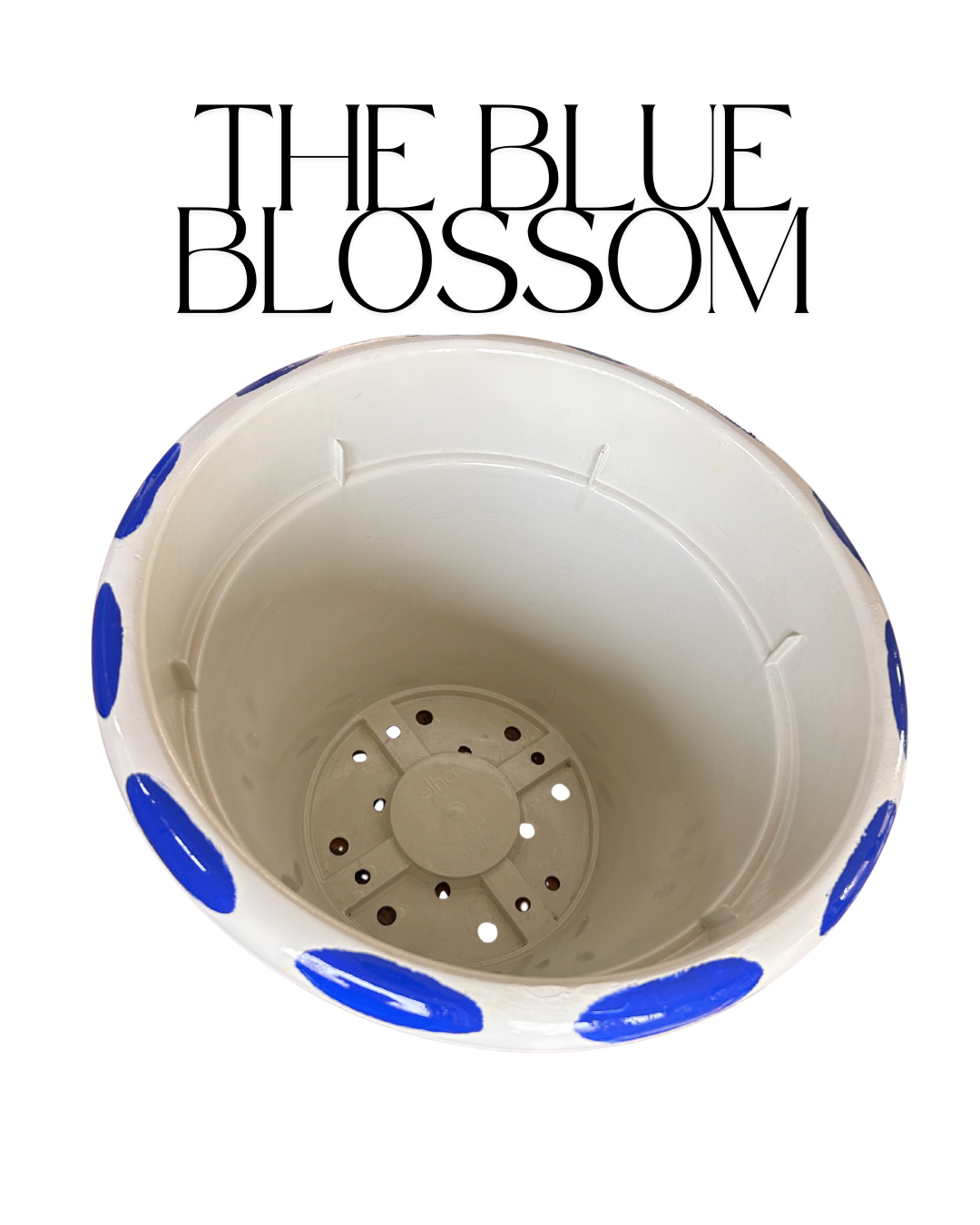 The Blue Blossom