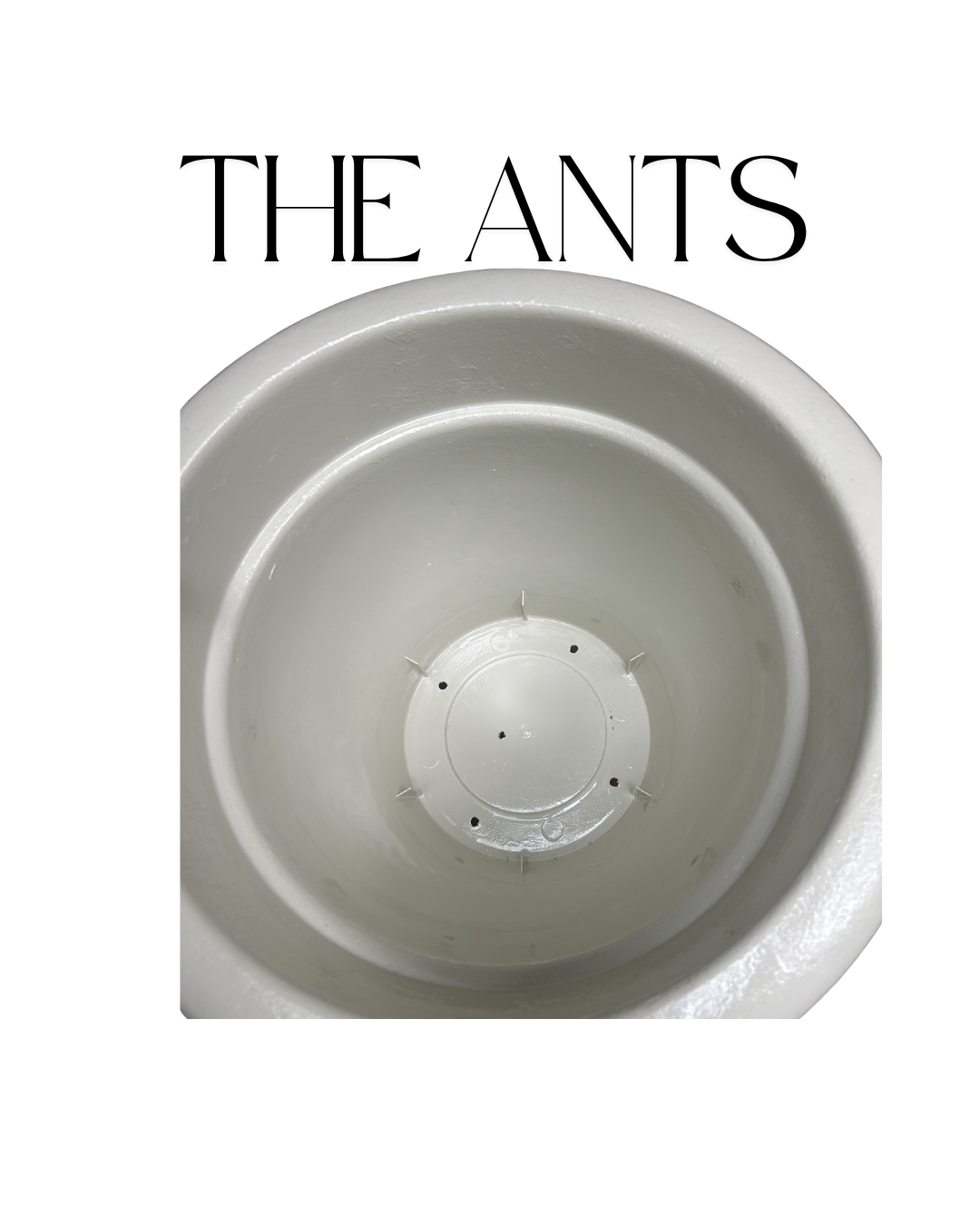 The Ants